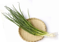 九条ねぎ
